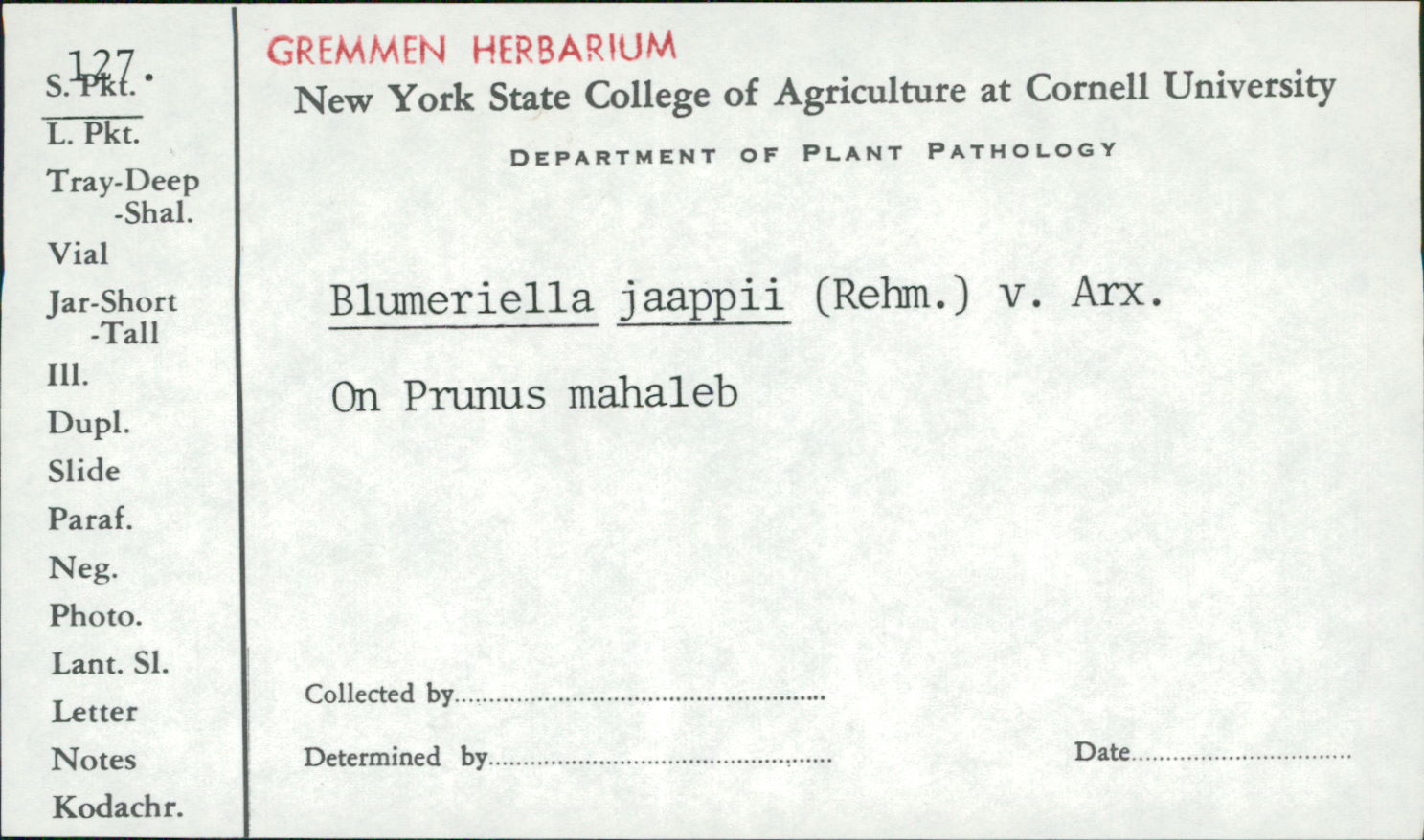 Blumeriella