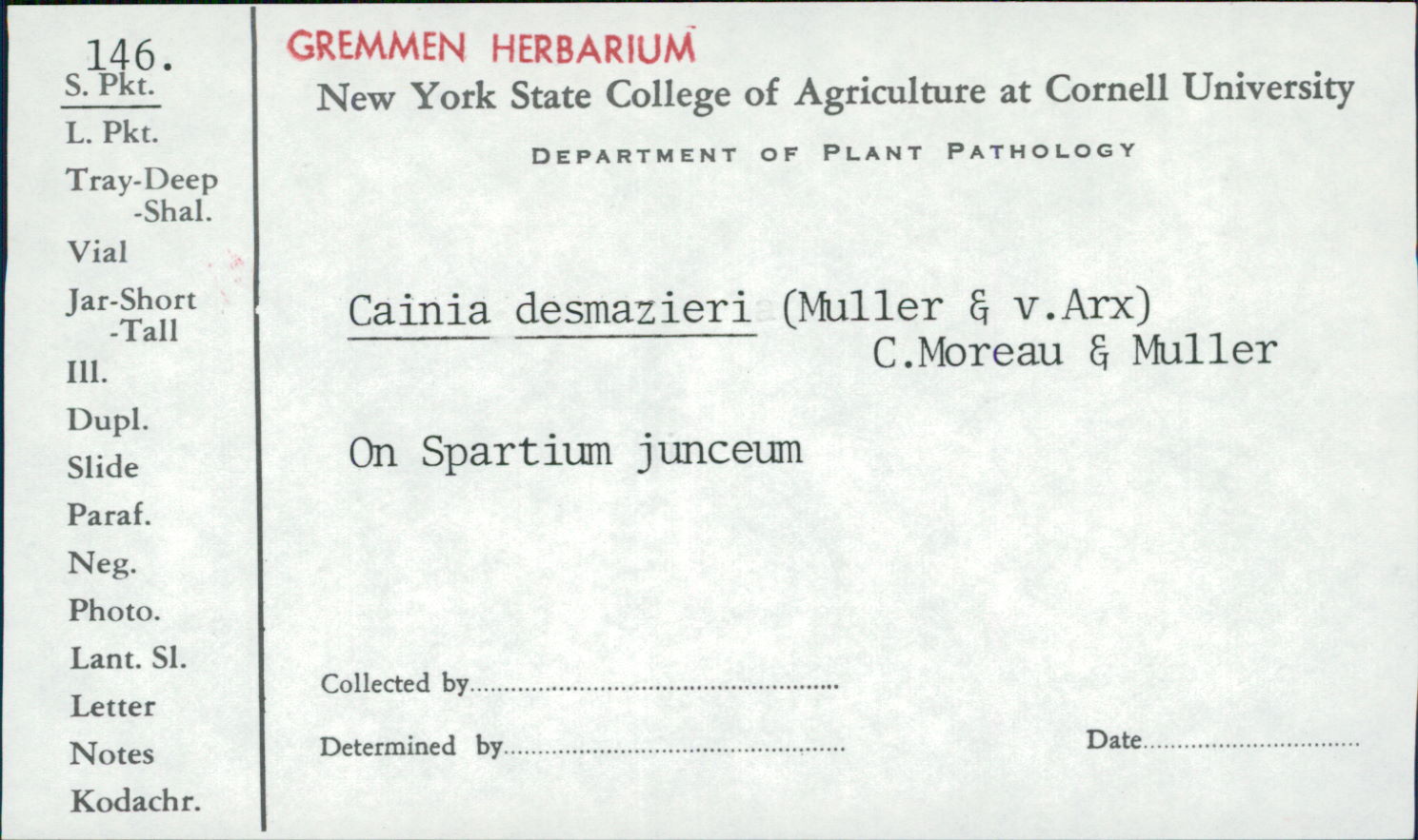 Cainia desmazieri thumbnail
