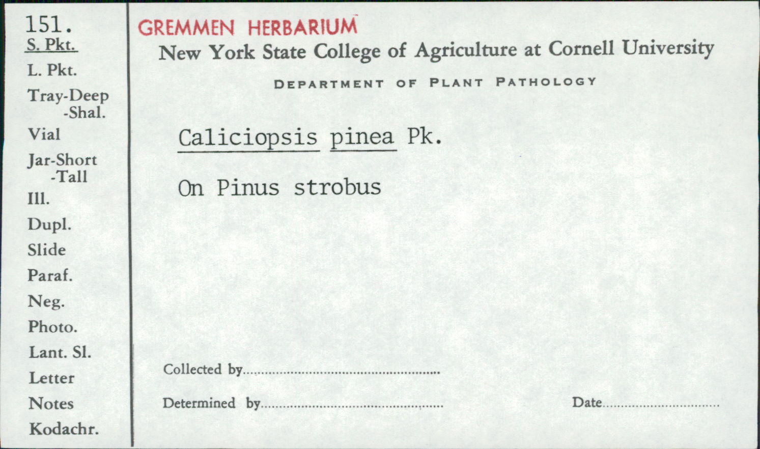 Caliciopsis pinea image