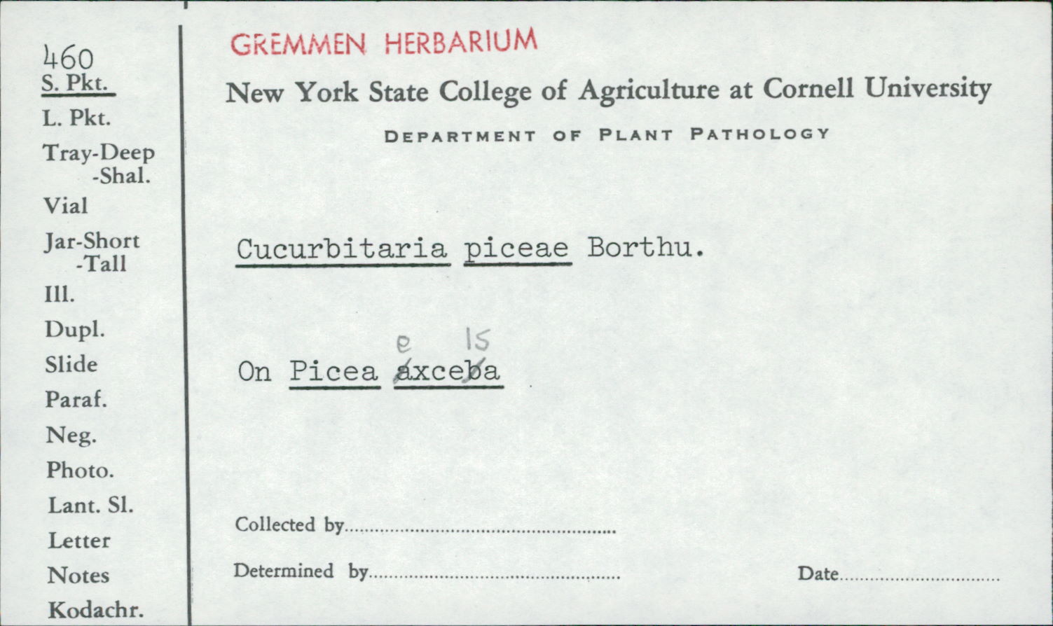 Cucurbitaria piceae image