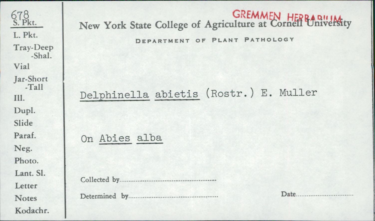 Delphinella abietis thumbnail