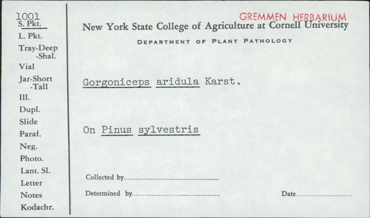 Gorgoniceps aridula image