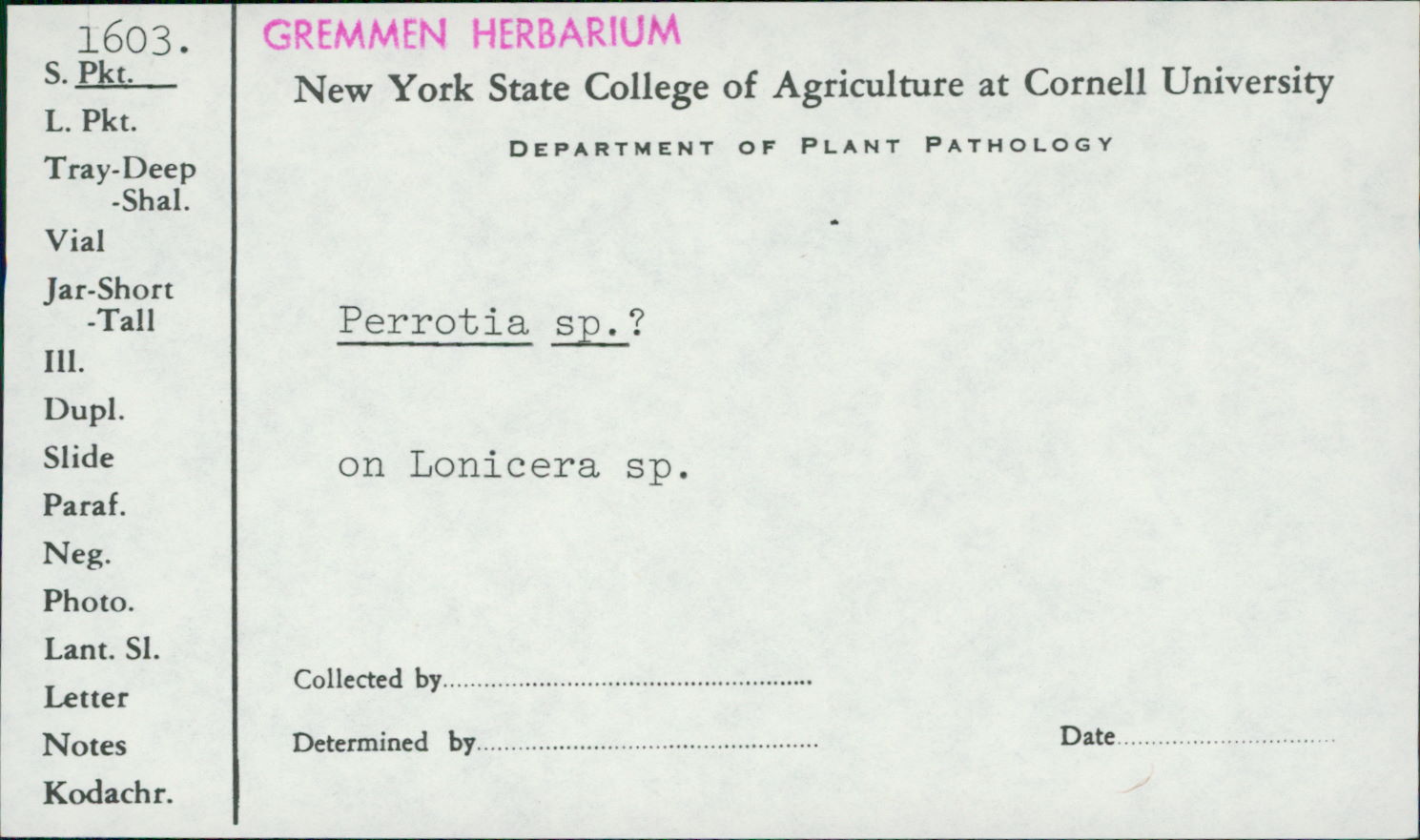 Perrotia