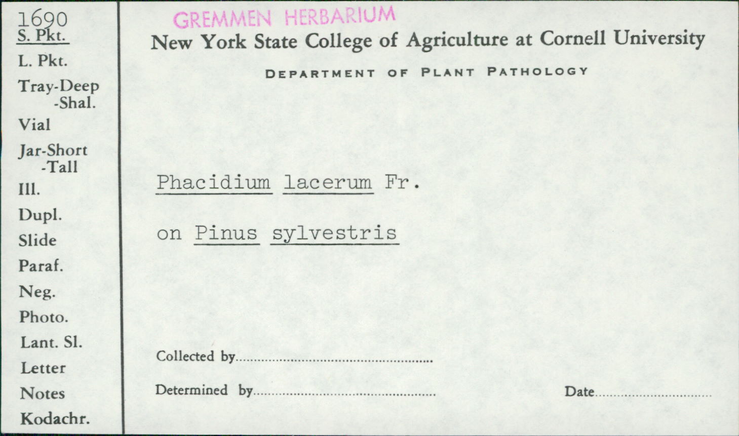 Phacidium lacerum image