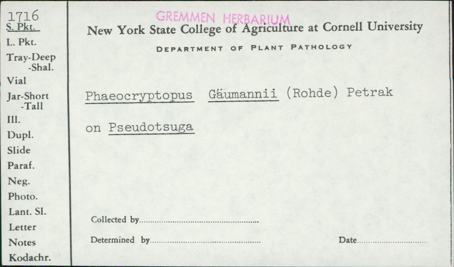 Phaeocryptopus