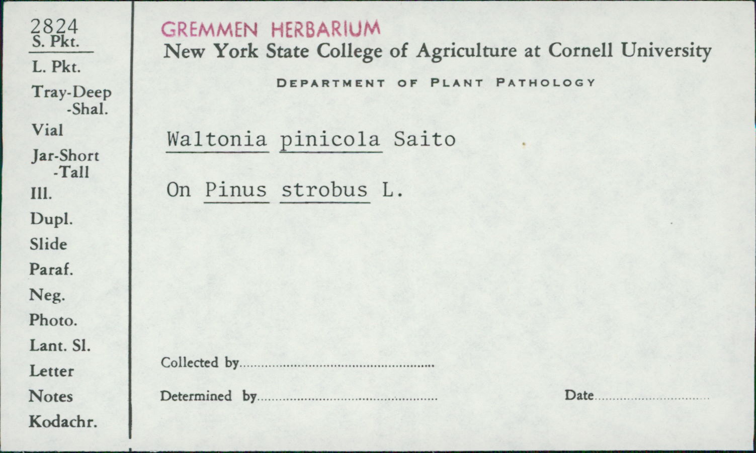 Waltonia pinicola thumbnail