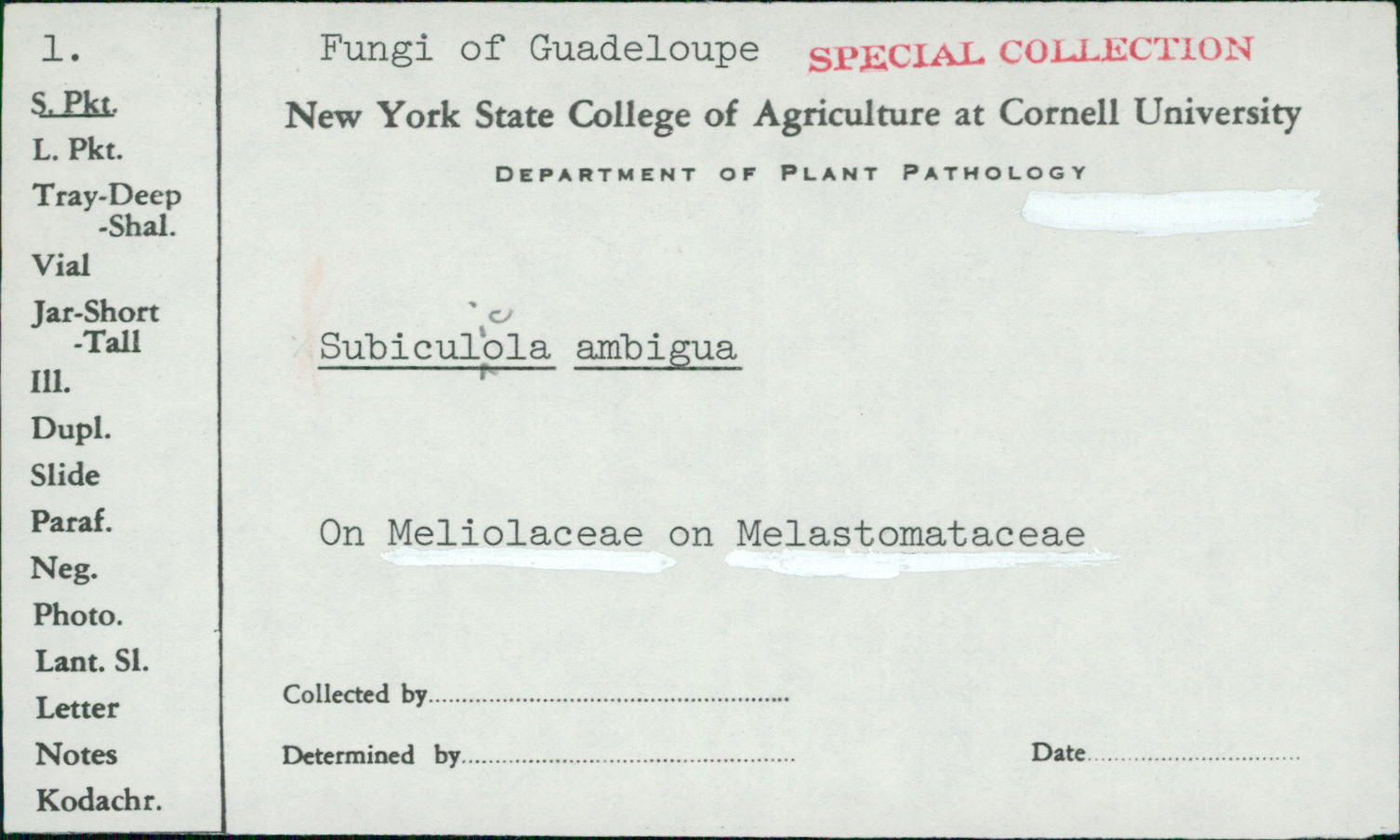 Meliolaceae