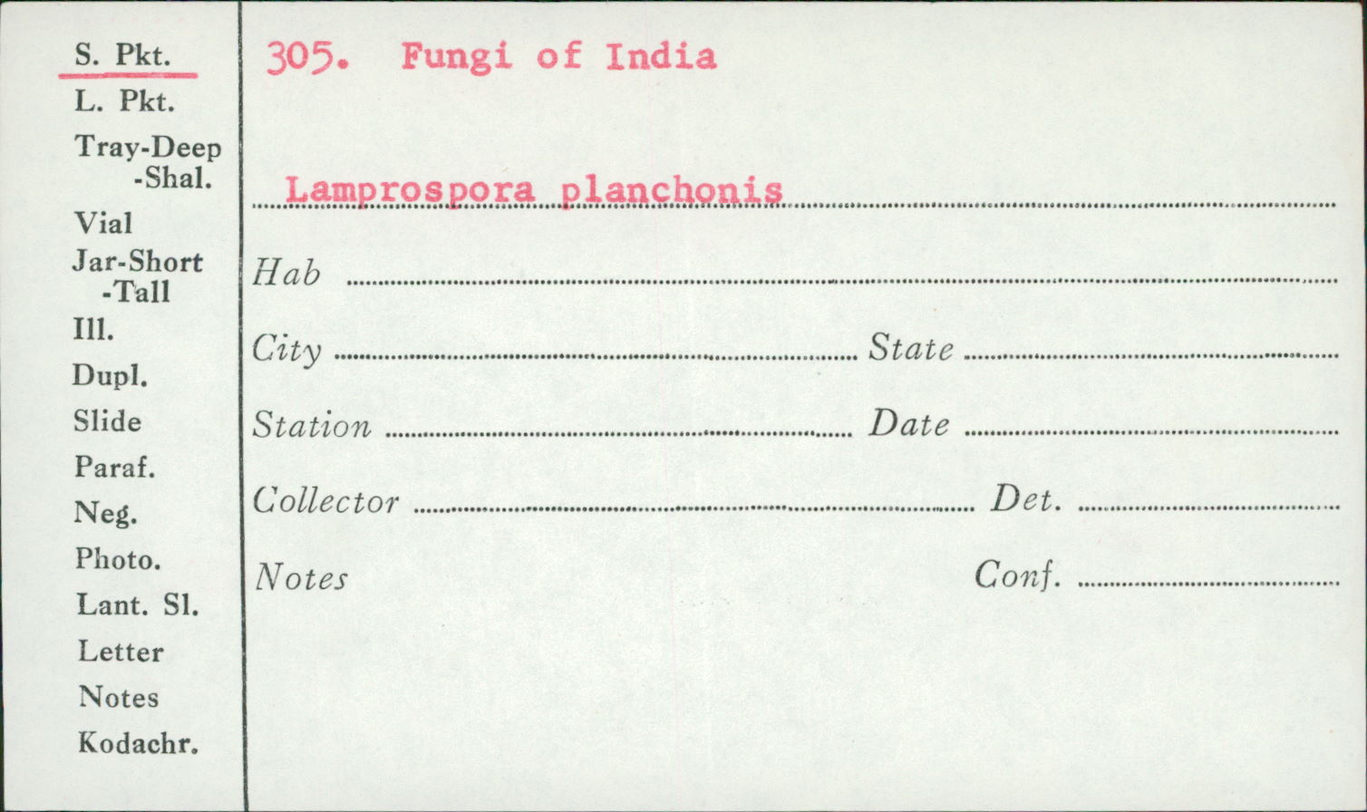 Lamprospora thumbnail