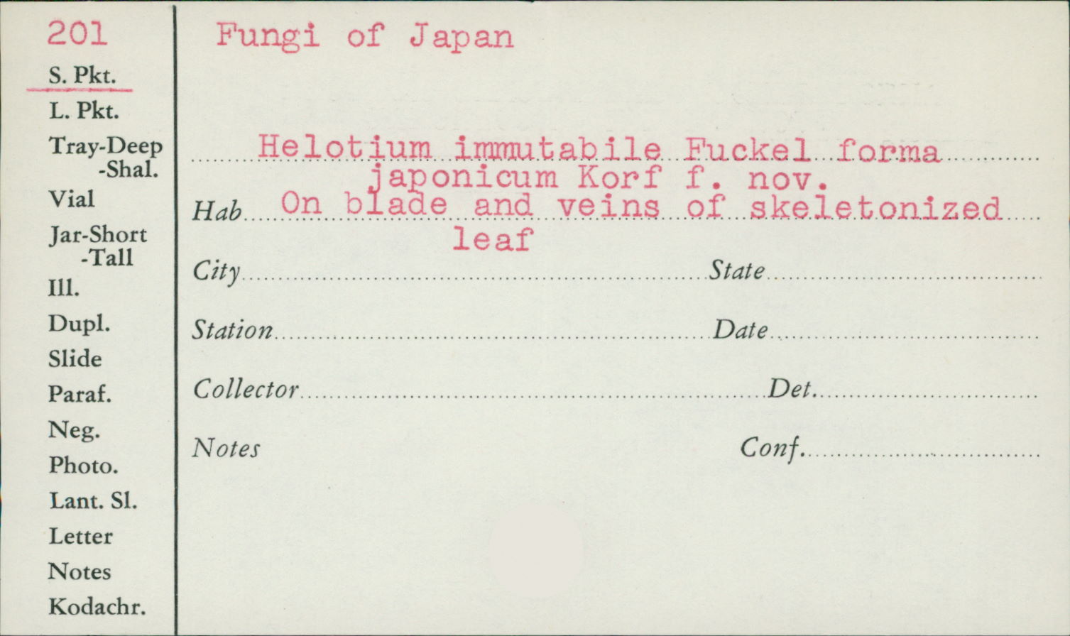 Helotium immutabile image