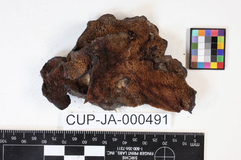 Gloeostereum incarnatum image