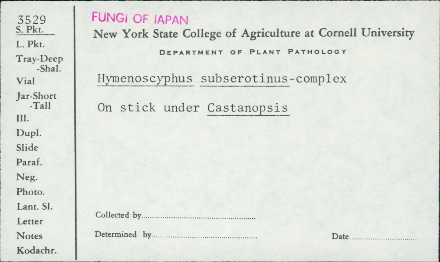 Hymenoscyphus subserotinus image