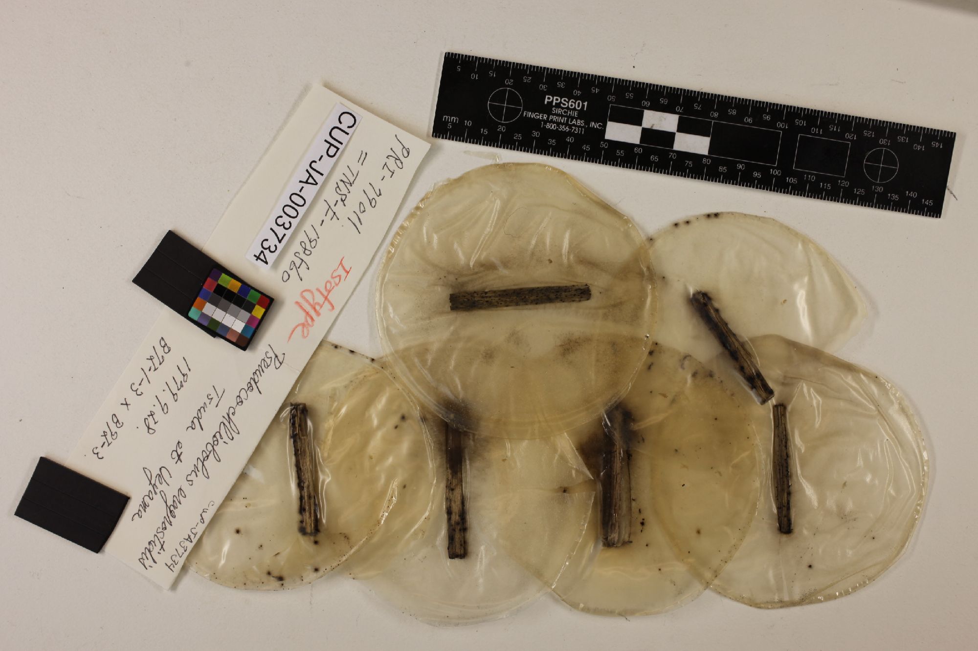 Pseudocochliobolus eragrostidis thumbnail