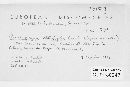 Media resource of Arachnopeziza obtusipila