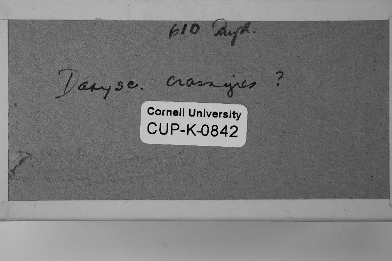 Dasyscyphus crassipes image