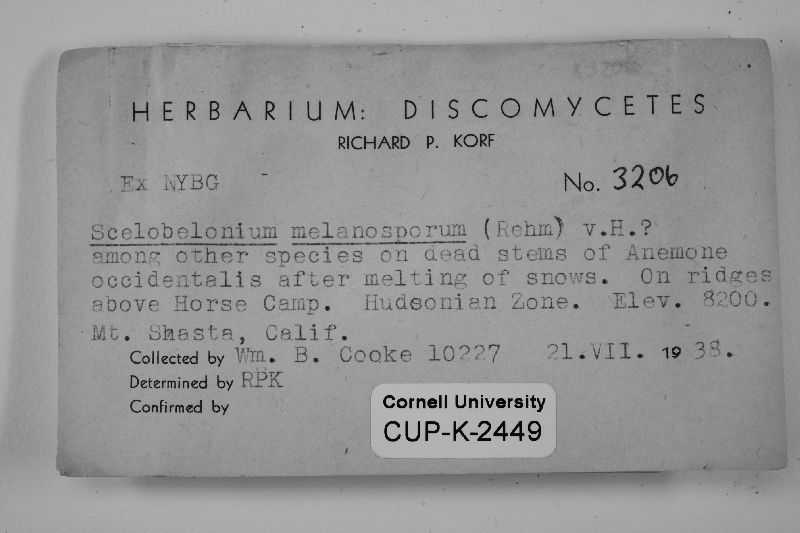 Scelobelonium melanosporum image