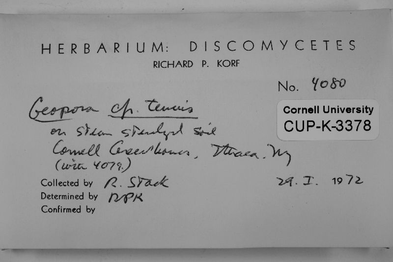 Geopora tenuis image