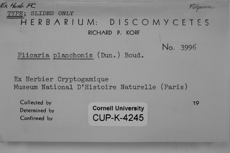 Smardaea planchonis image