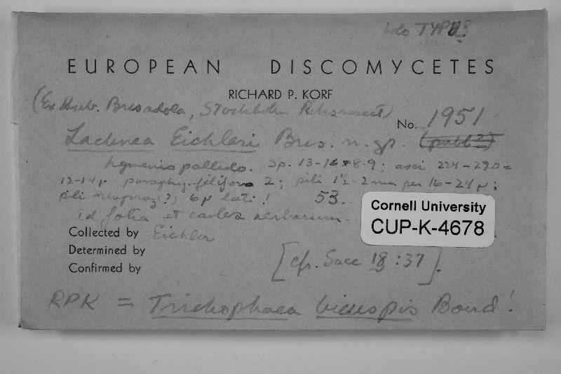 Trichophaeopsis bicuspis image