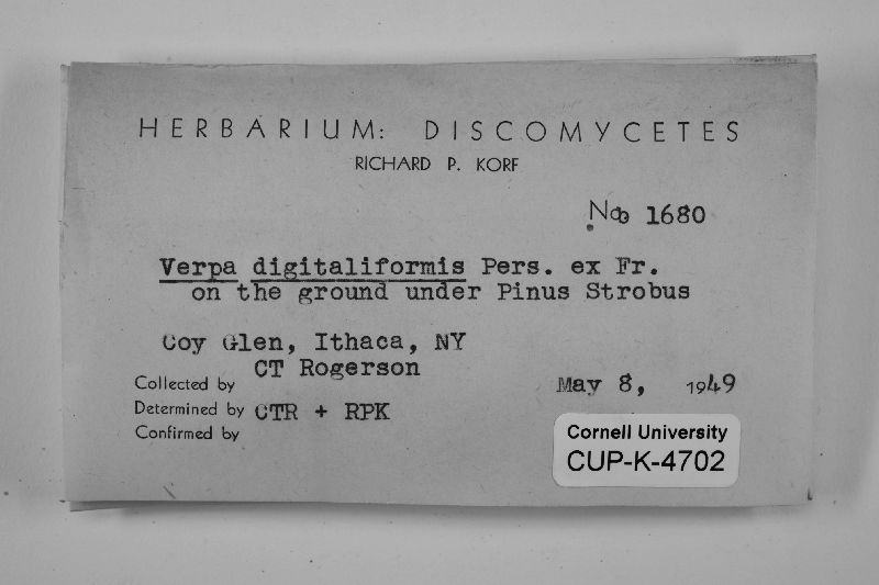 Verpa digitaliformis image
