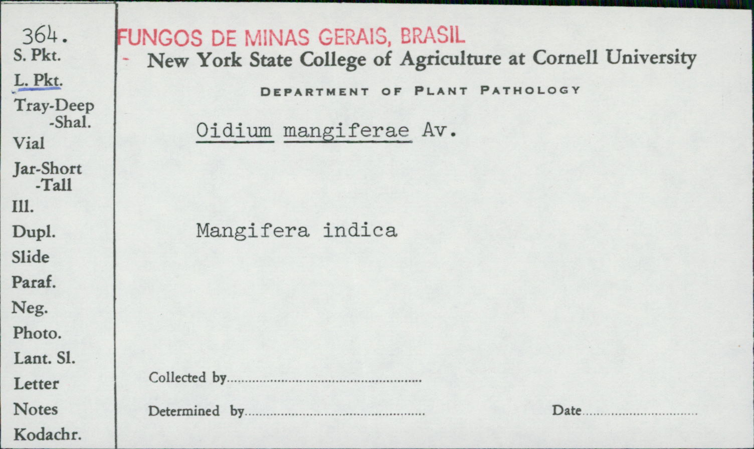 Oidium mangiferae