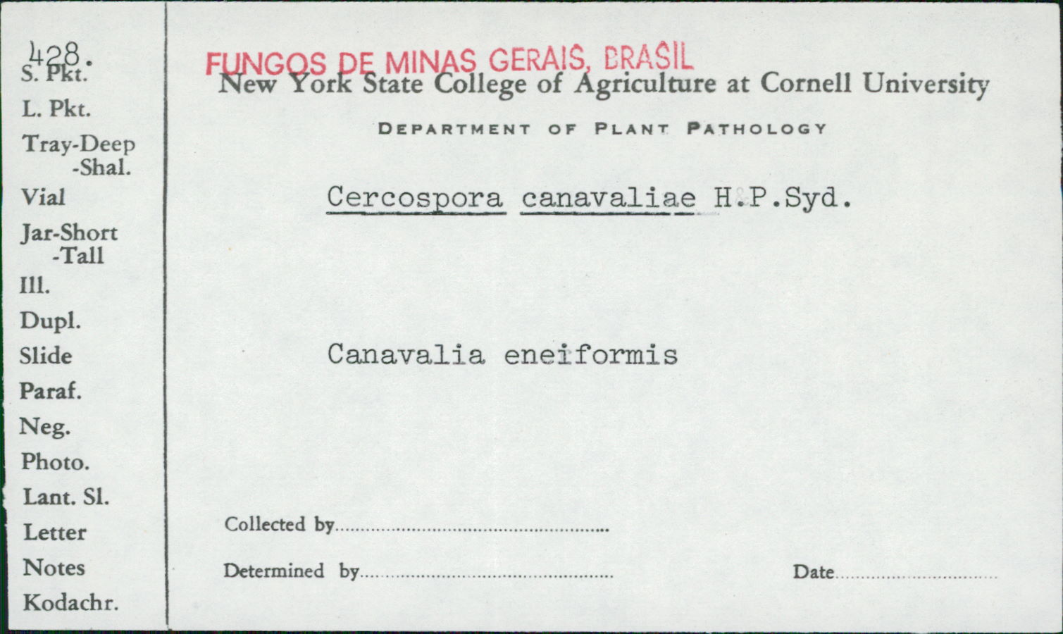 Stenella canavaliae image