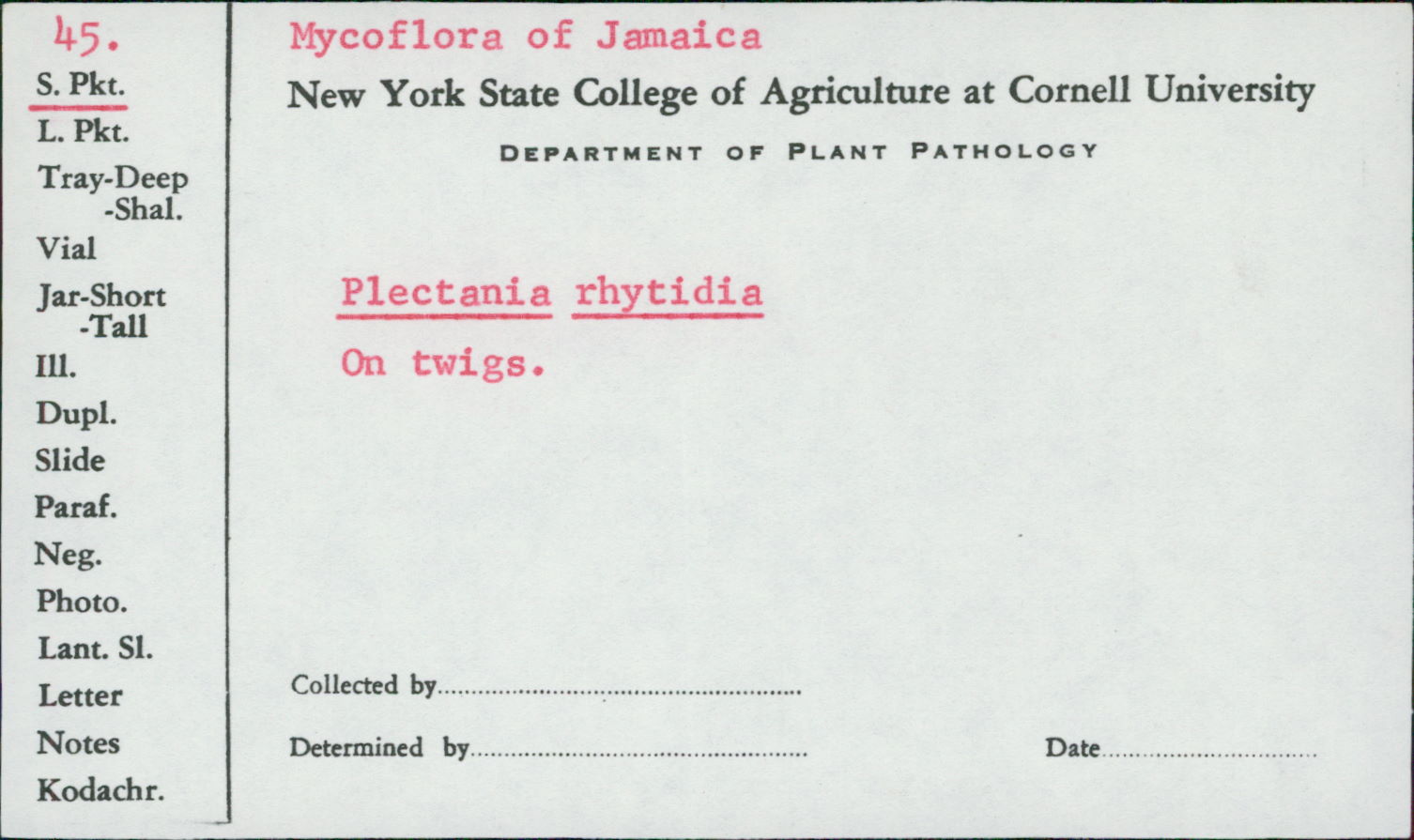Plectania rhytidia thumbnail