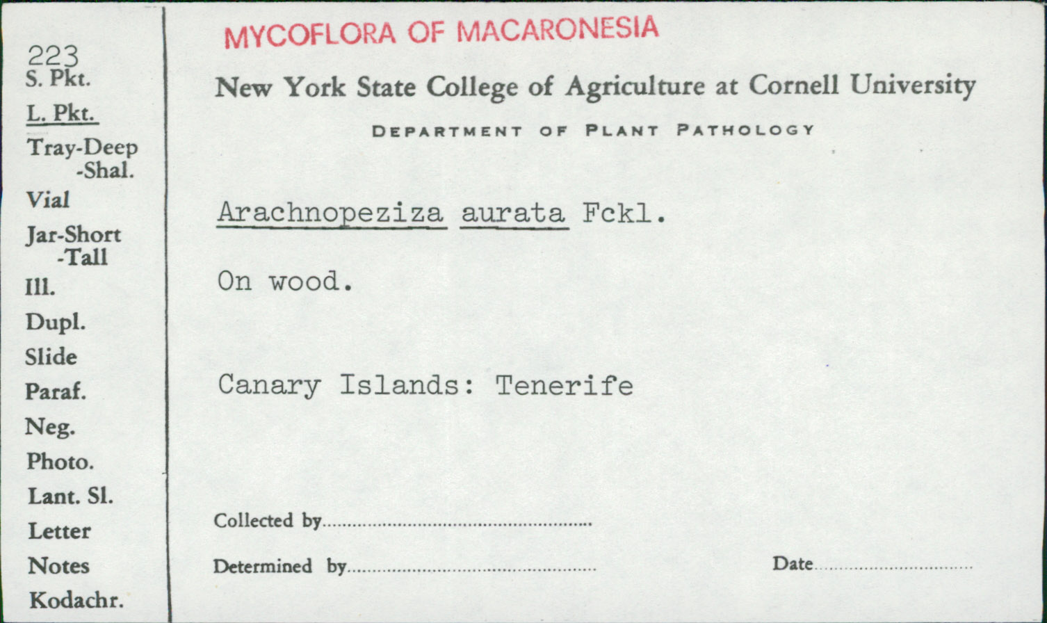 Arachnopeziza aurata