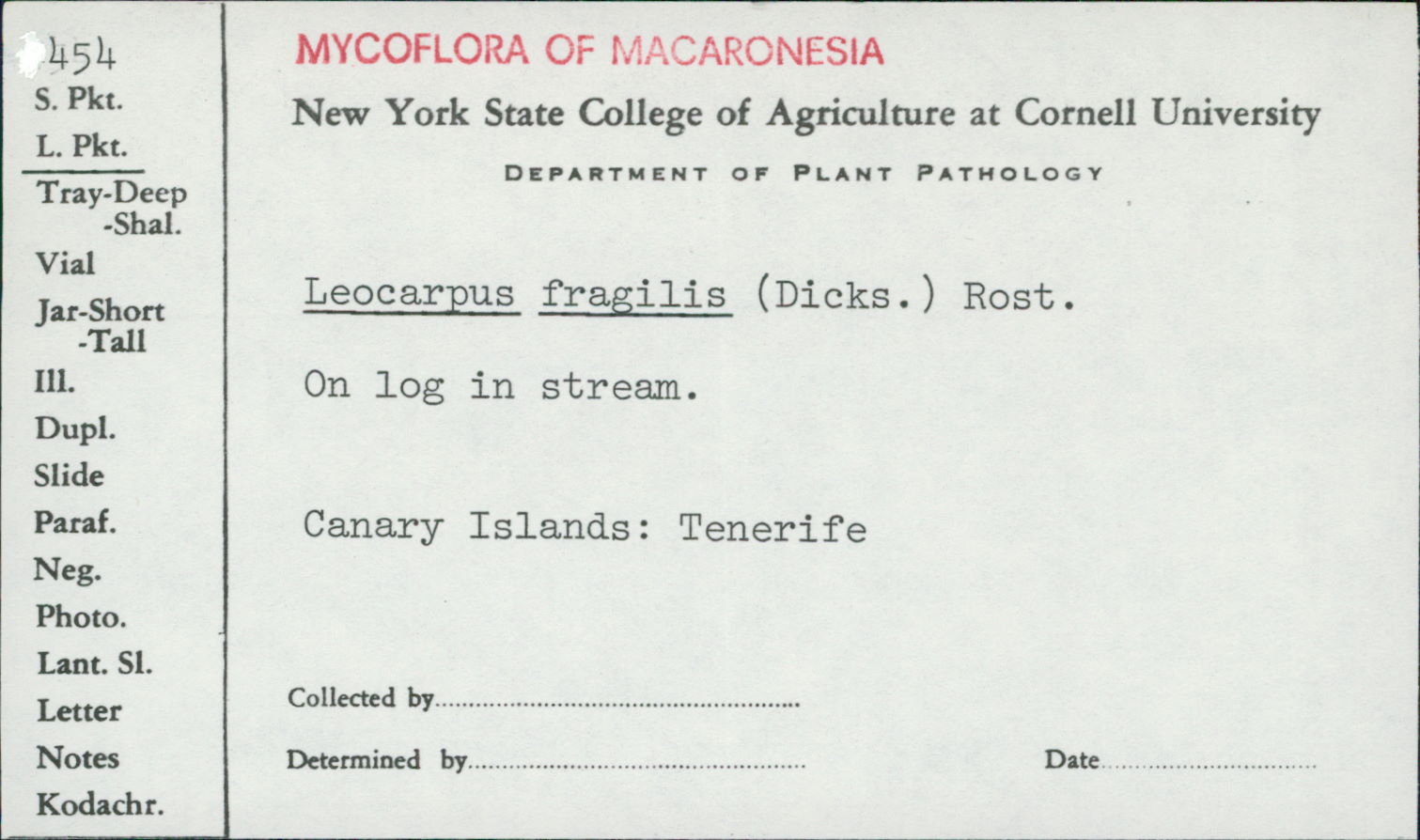 Leocarpus fragilis