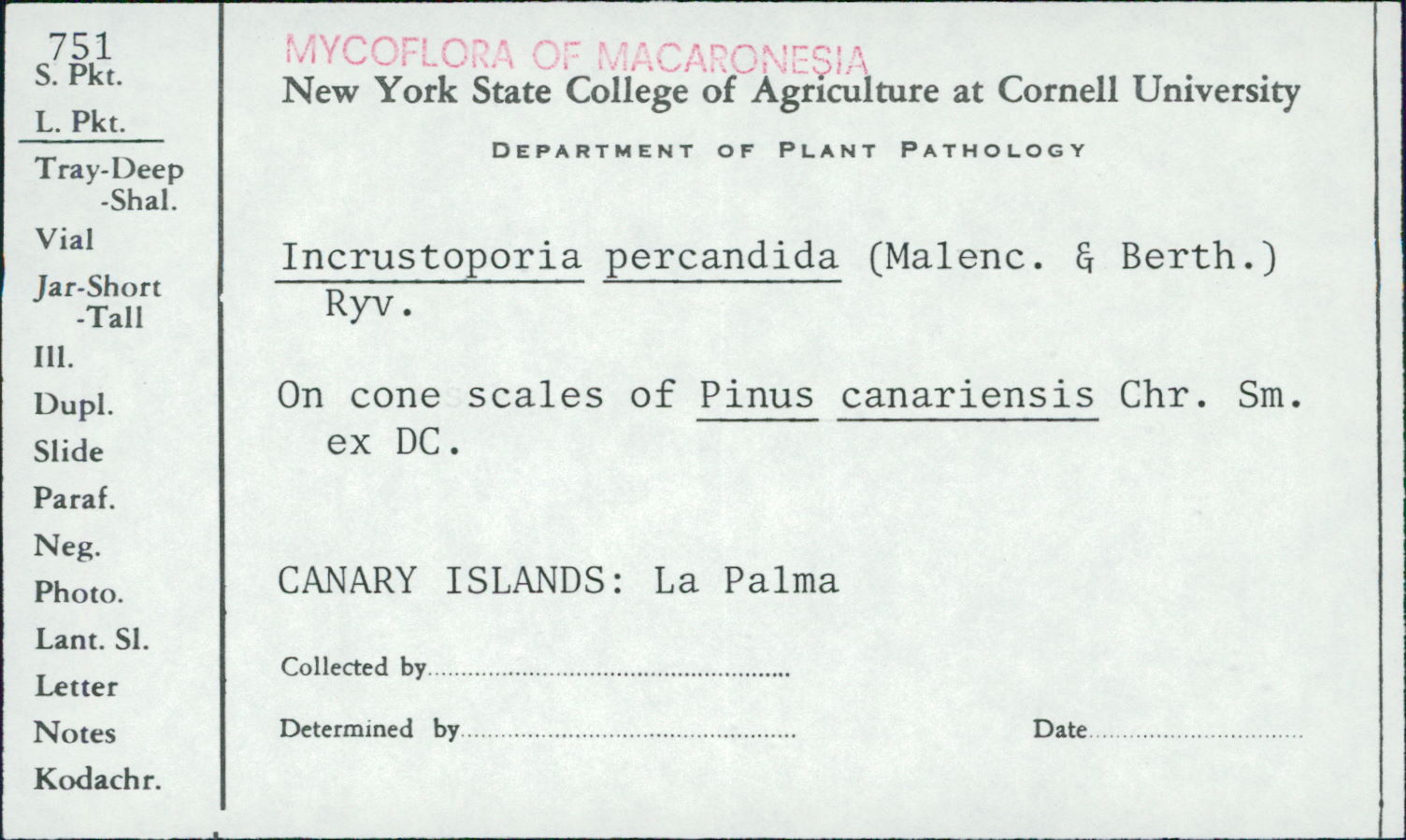 Skeletocutis percandida