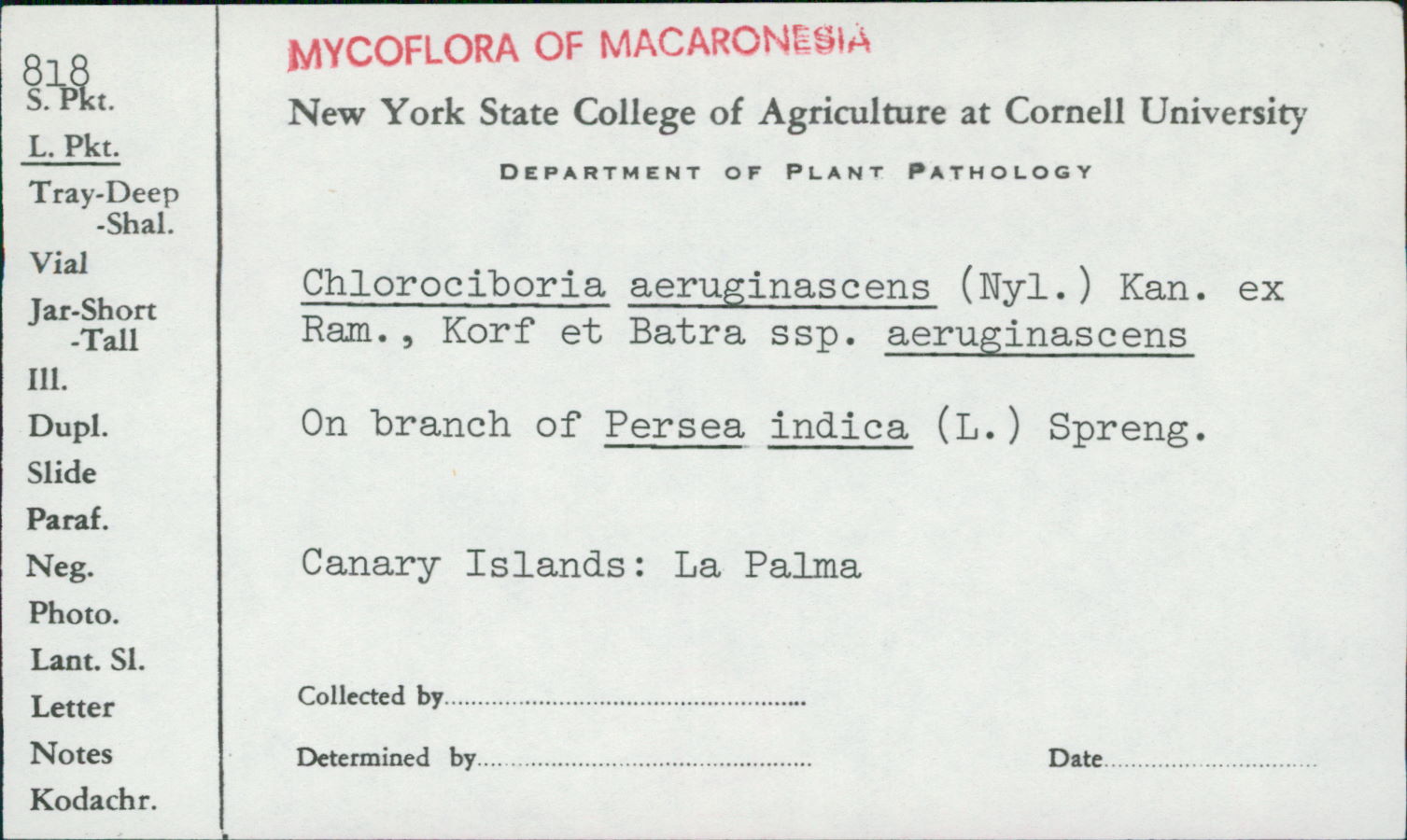 Chlorociboria aeruginascens