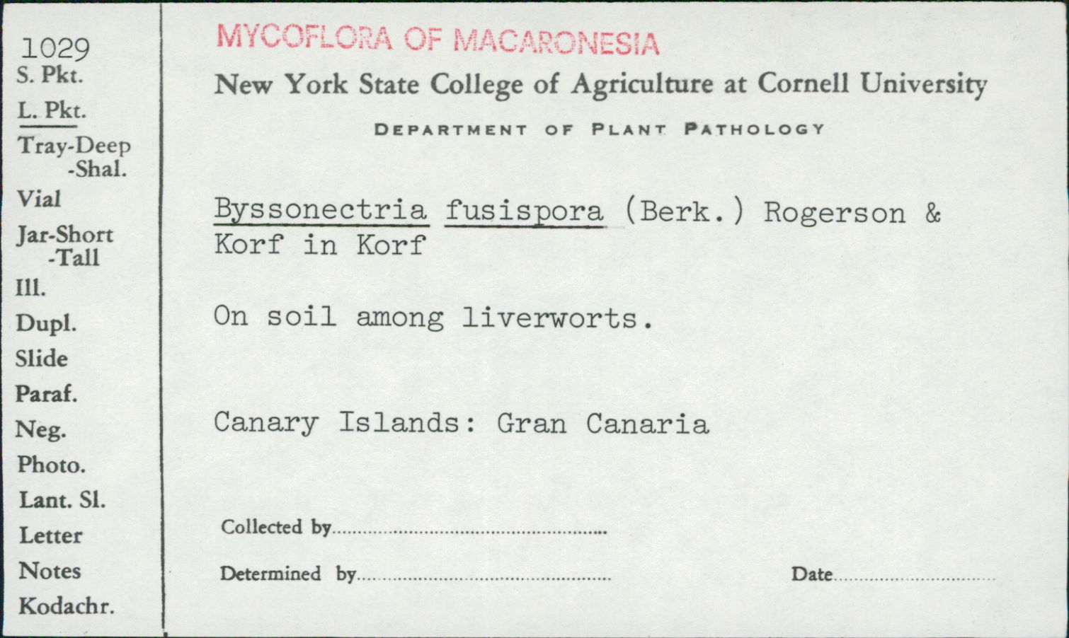 Byssonectria fusispora