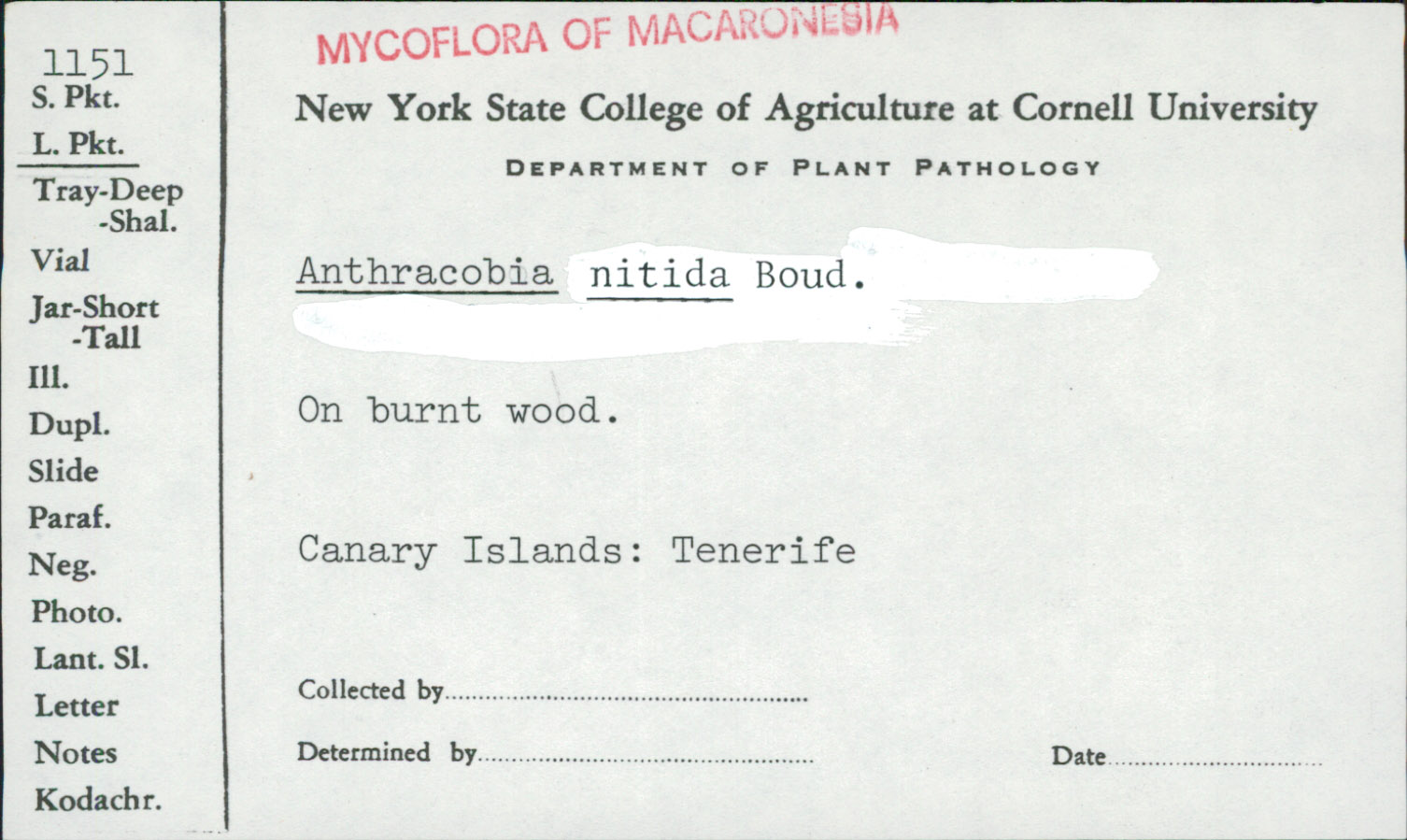 Anthracobia nitida