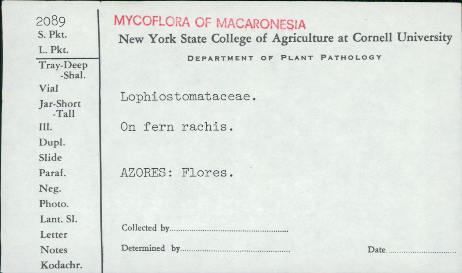 Lophiostomataceae thumbnail