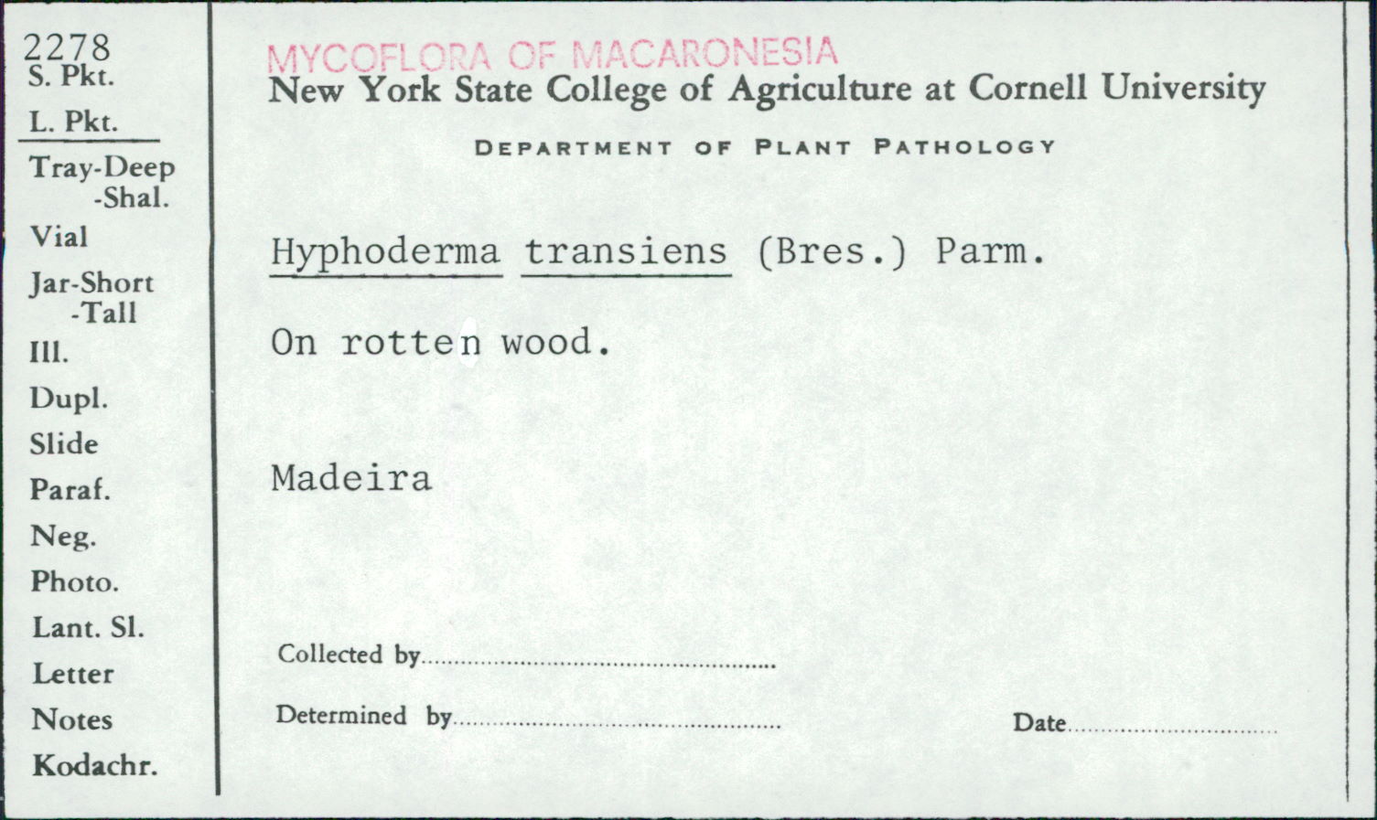 Hyphoderma transiens