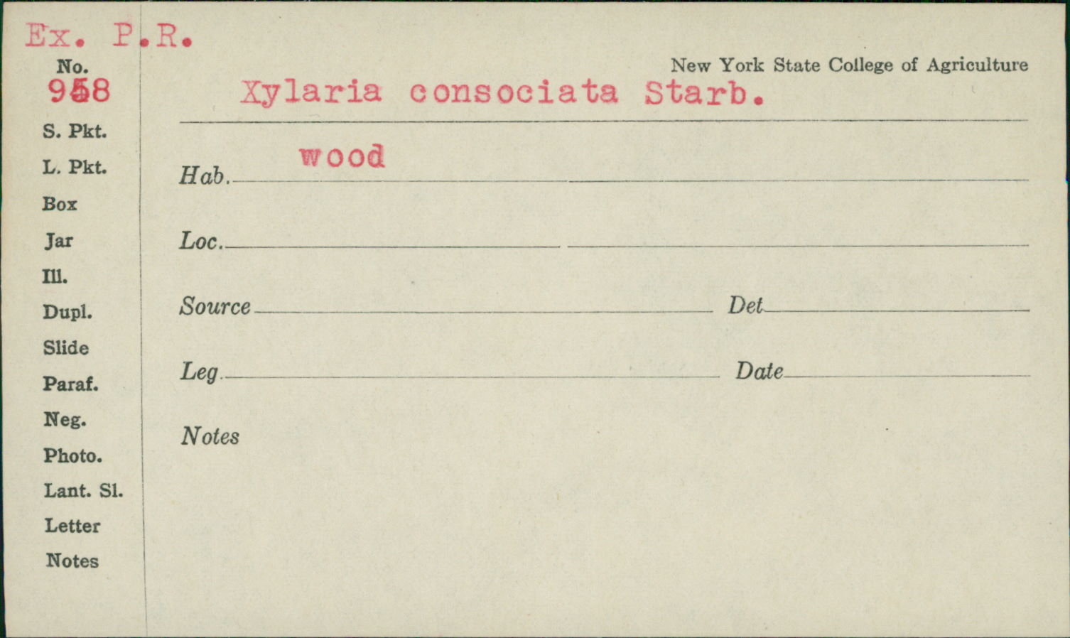 Xylaria consociata image