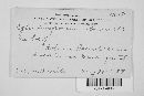 Thumbnail image of current specimen