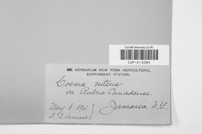 Caeoma luminatum image