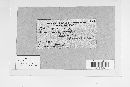 Phellinus igniarius image