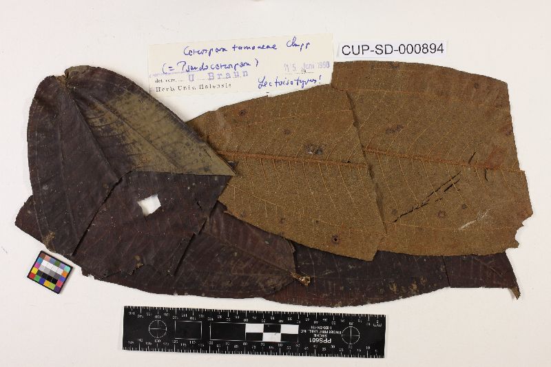 Pseudocercospora tamoneae image
