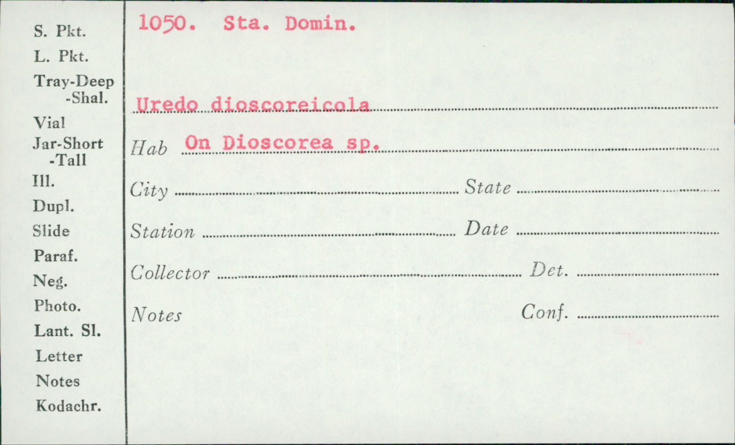 Uredo dioscoreicola image