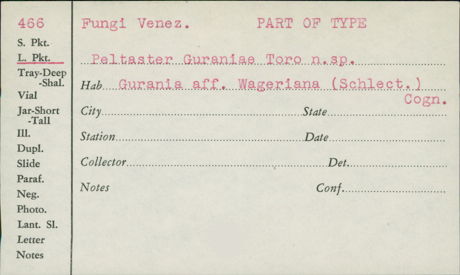 Peltaster guraniae image