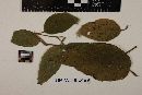 Media resource of Meliola acalyphidis
