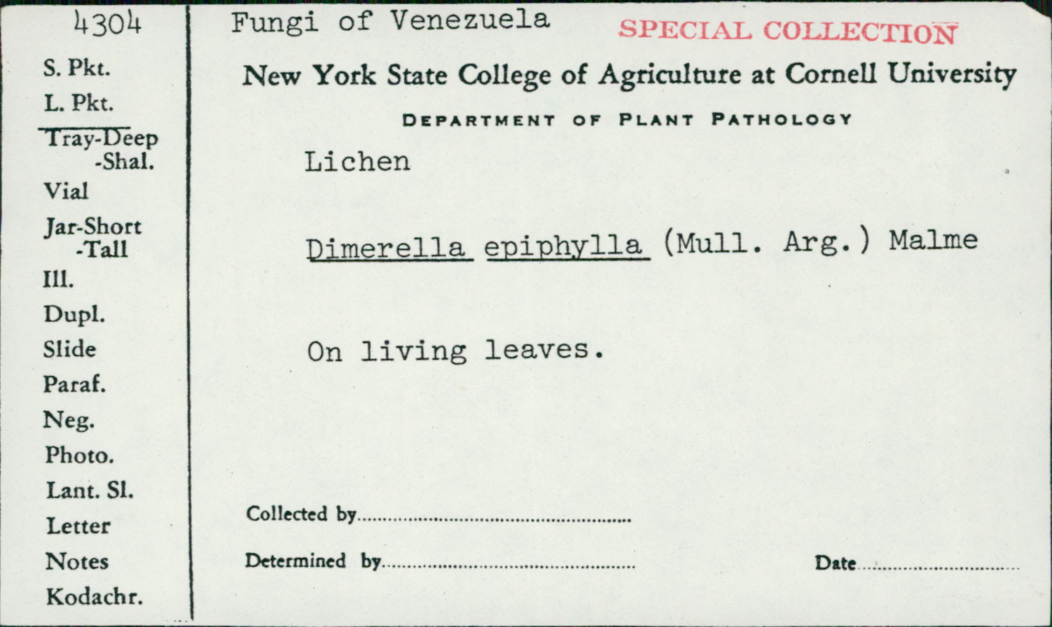 Coenogonium subluteum image