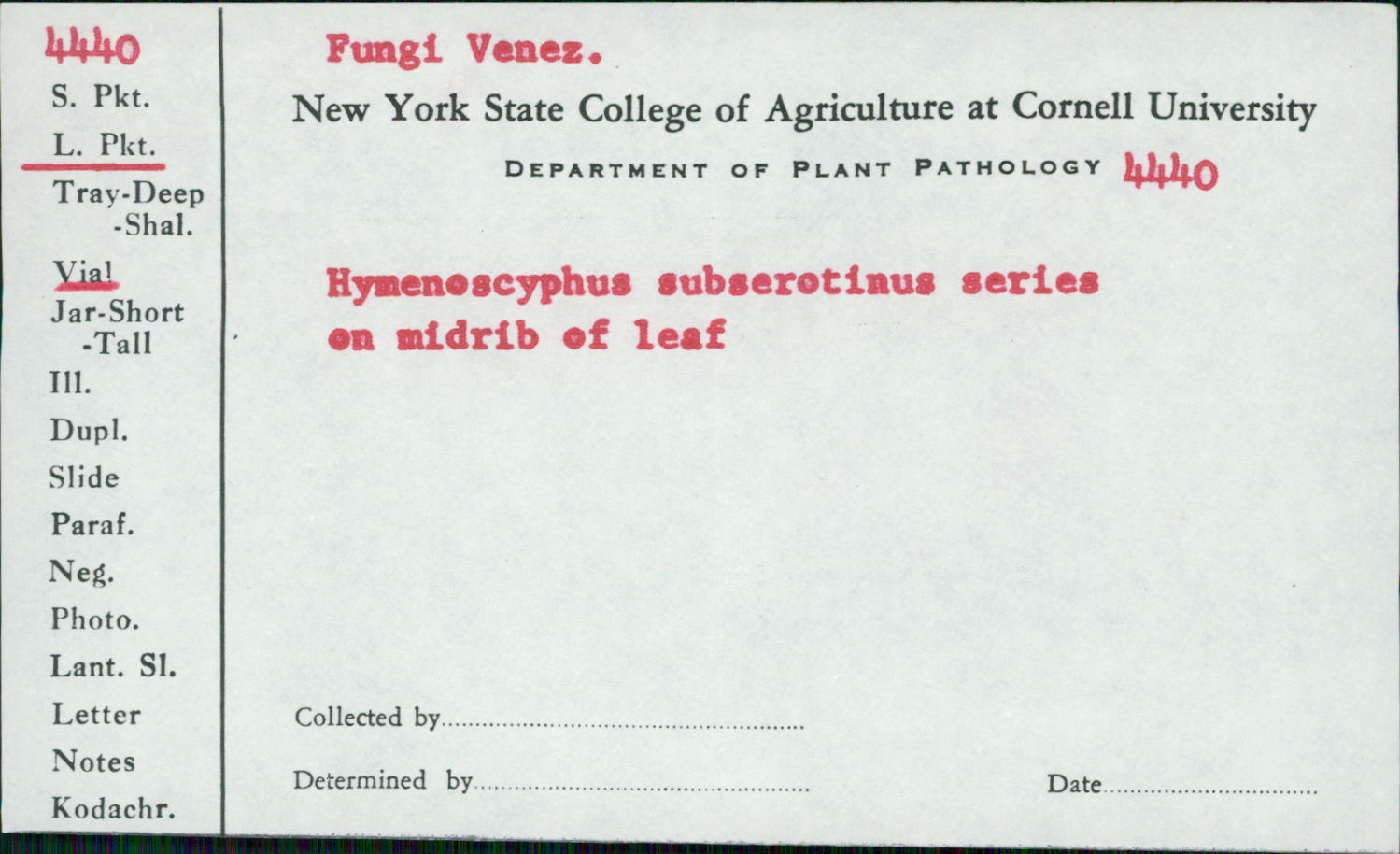 Hymenoscyphus subserotinus image