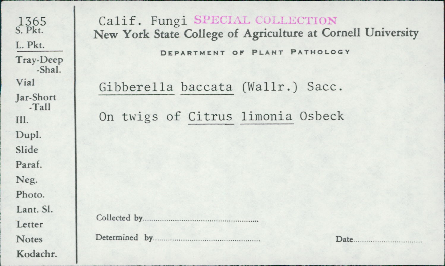 Gibberella baccata thumbnail