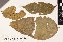 Media resource of Asteridiella aegiphilae