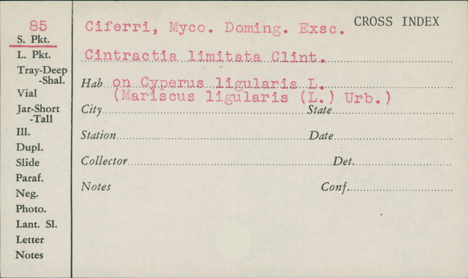 Cintractia limitata image