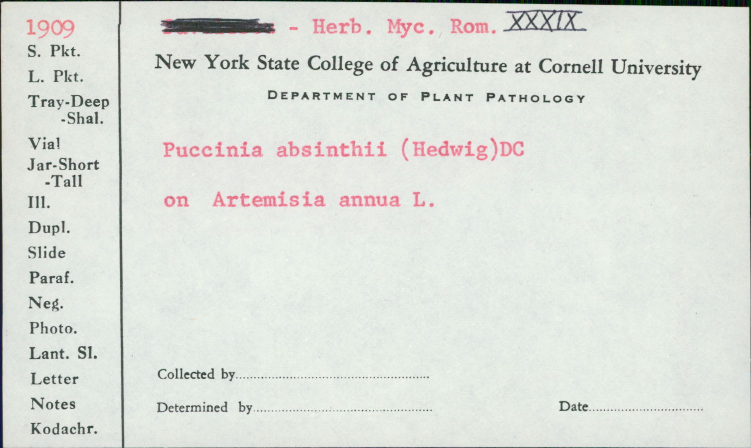 Puccinia chrysanthemi image