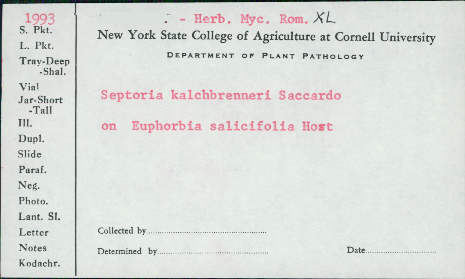 Septoria kalchbrenneri image
