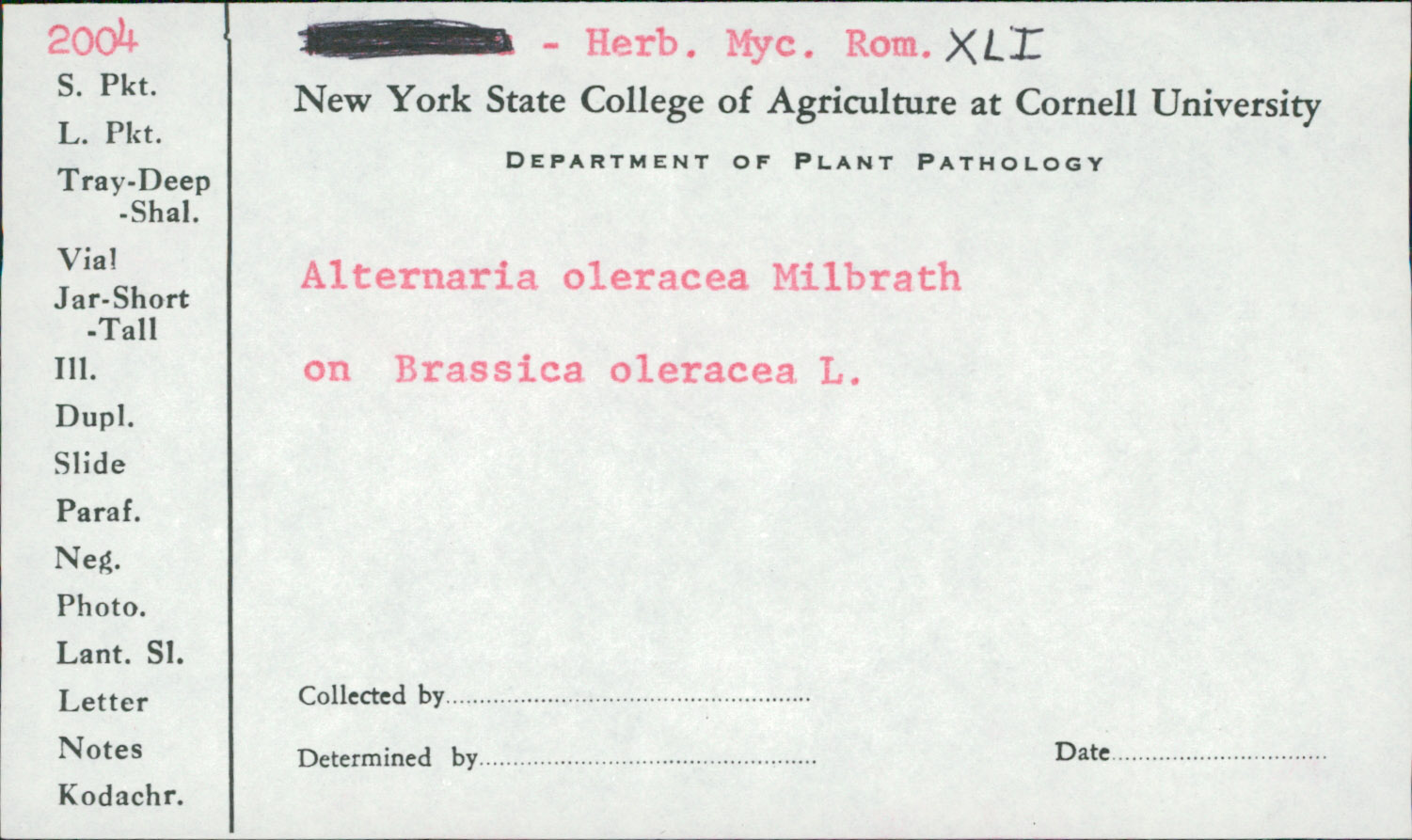Alternaria brassicicola image